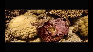 Stonefish vs Scorpionfish [upl. by Kathy]