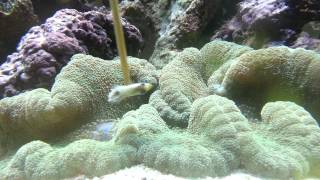 Feeding my 12 inch green carpet anemone [upl. by Ahsinid]