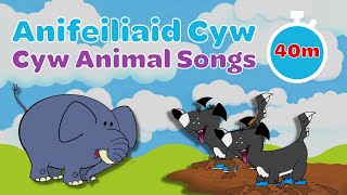 Caneuon yr Anifeiliaid  Welsh Animal Songs for Children  Cyw [upl. by Hannah595]