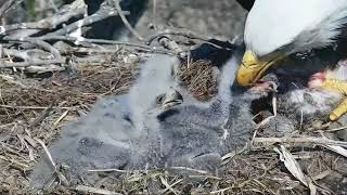 Decorah Eagles Good Feeding For EagletsSquirrel 41718 [upl. by Seditsira727]