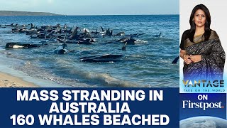 160 Whales Beach Themselves on Western Australian Coast  Vantage with Palki Sharma [upl. by Sorazal]