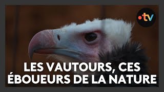 Les vautours ont mauvaise réputation mais sont pourtant essentiels pour notre environnement [upl. by Ilram]