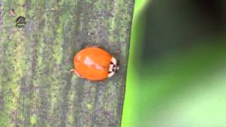 COCCINELLE sans Point  Harmonia axyridis  Asiatique  BRUITX [upl. by Jary314]