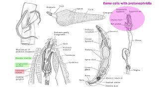 Phylum Rotifera Part 3 Subclade Acanthocephala Parasitic SpinyHeaded Worms [upl. by Meakem]