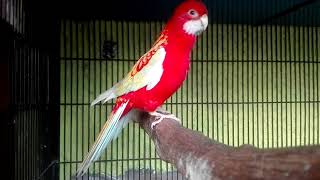 RUBINO ROSELLA MALE SINGING CALL HD [upl. by Kcirde]