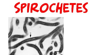 Spirochetes [upl. by Faubion]