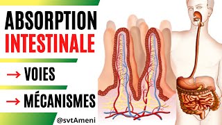 Absorption intestinale des nutriments  Voies dabsorption  Principaux mécanismes dabsorption [upl. by Og]