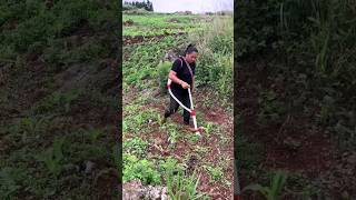 🍁🍁Easy fertilizer tools for crops 🍃short agriculture women farming shorts [upl. by Des654]