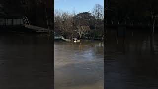 Sonning Bridge across the thamesriver at Sonning BerksJan 2024 flooded bigwater underwater [upl. by Novyar359]