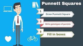 Punnett Squares the basics [upl. by Inot748]