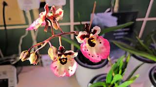 Tolumnia Blooms and Tips  New Phals Indoor Orchid Tour Nov 2024 orchid plants [upl. by Auric]