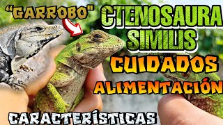 Garrobo CTENOSAURA SIMILIS CUIDADOS Y ALIMENTACIÓN [upl. by Atram14]