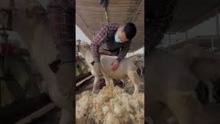 Sheep Shearing🐏Workers process of trimming the sheeps woolcleanning the sheep Short p134 [upl. by Nnylirej]