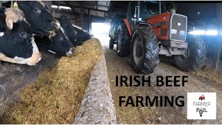 IRISH BEEF FARMERS WINTER DAY  12 HOUR WORK DAY EVERY DAY [upl. by Laflam999]