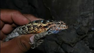 Sceloporus spinosus Macho adulto [upl. by Orel]