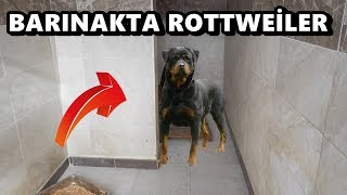 BARINAKTAKİ CİNS KÖPEKLER ÜCRETSİZ ROTTWEİLER [upl. by Nifares]