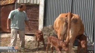 Terneros trillizos parto múltiple de vaca retinta en Los Barrios Cádiz [upl. by Heshum]