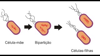 AULA 06  REPRODUÇÃO BACTERIANA  BACTERIOLOGIA BÁSICA  PROFESSOR HUDSON PIMENTEL [upl. by Kathleen]