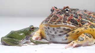 Frogs somehow prey on frogs [upl. by Jat]