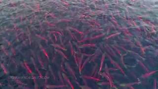 Salmon in Lake Kuril Kamchatka from Drone in 4K [upl. by Soraya]