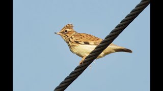 Woodlark Cavenham Heath Suffolk 19924 [upl. by Kurr]