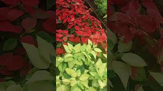 Poinsettia Plant  how to grow Poinsettia Plant  red or green colour Poinsettia Plant [upl. by Ralat]