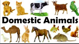 Domestic Animals Vocabulary25 Domestic Animal Names with picture for kidsDomestic Animal [upl. by Louisette516]