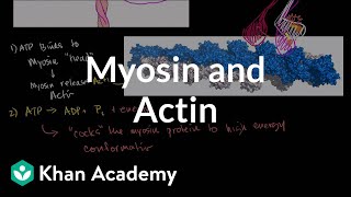 Myosin and actin  Circulatory system physiology  NCLEXRN  Khan Academy [upl. by Ardnuaet147]