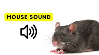 Mouse Sounds for Cats  Mice Squeaking Sound Effect [upl. by Martz]