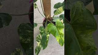 Variegated Domisticum philodendron plants plantlove plantlover homeplants [upl. by Worsham]