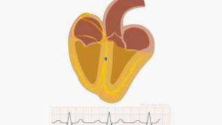 Animation of normal sinus rhythm [upl. by Crosse]