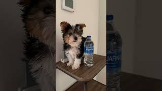 Biewer yorkshire terrier available 9363100774 yummyyorkiescom [upl. by Huntingdon]