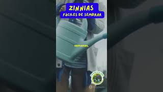 ¡Zinnias Fáciles de Sembrar y Atraen Mariposas [upl. by Gamin]