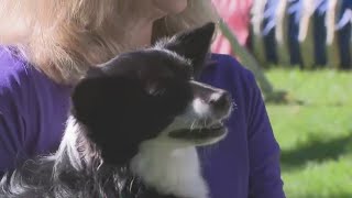 Ellicott City dog Nimble wins Westminster Dog Show agility contest [upl. by Eneleuqcaj]