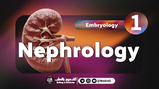 Renal Embryology Key Embryological Derivatives Explained  Medroll ft Dr TBSTB [upl. by Aleck]