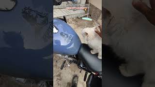 CATS 🐈 vs MATURITY 😬 insta trending reels motovlog funny [upl. by Sirromad]