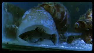 Cone Snail Eats Fish [upl. by Eatnoj601]