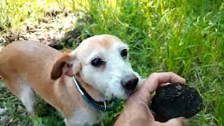 tartufo estivo dove cercare adesso tartufo cani natura bosco [upl. by Nottnerb]