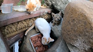 back to feed Poor baby kitten stay under rock [upl. by Eibbed]