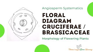 Cruciferae or Brassicaceae Floral Diagram I Morphology of Flowering Plants [upl. by Presber]