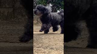 black toy poodle dog toypoodle black [upl. by Esertak]