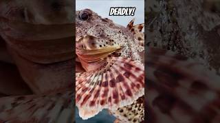 This Fish Is Deadly ⚠️🐟  Watch the Full Trip ⬆️  FishAholicTV Tackle2thePeople [upl. by Inele209]