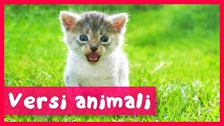 Versi animali per bambini [upl. by Adnomar]