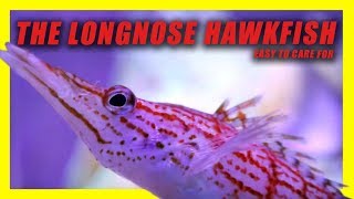 THE LONGNOSE HAWKFISH REEF SAFE [upl. by Nnaecyoj]