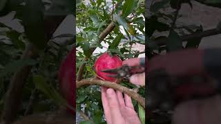 Pruning Fruit Tree✂️🍎 [upl. by Anirahc]