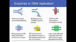 DNA Replication  enzymes and Proteins involved in DNA replication and their functions [upl. by Genvieve]