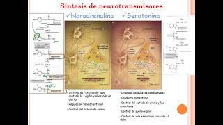 Metabolismo de Aminoácidos y Proteínas  Parte II [upl. by Jobye]