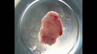 Collection and cryopreservation of mouse embryos and hamster oocytes [upl. by Everara595]