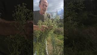 Invasive Guernsey Fleabane conyza canariensis invasivespecies gardening permaculture herbs [upl. by Orlina]