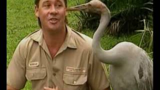 Steve Irwins Wildest Animal Encounters Part 2 [upl. by Chatav493]